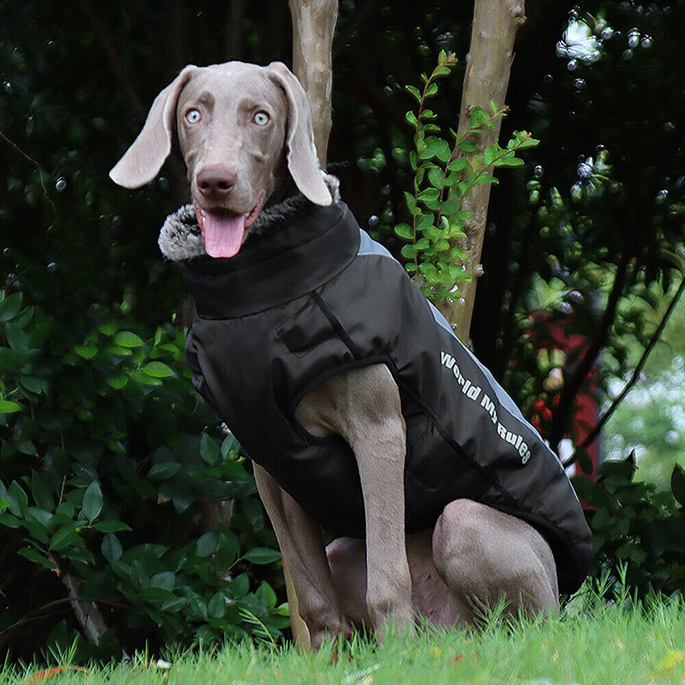 WeatherGuard Dog Jacket